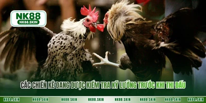 Các chiến kê đang được kiểm tra kỹ lưỡng trước khi thi đấu