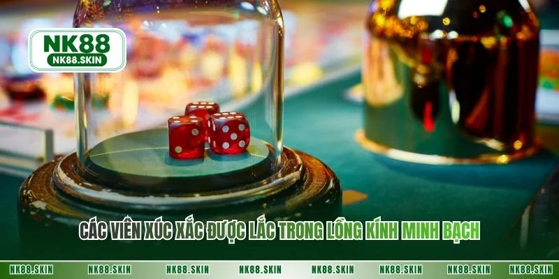 Các viên xúc xắc được lắc trong lồng kính minh bạch