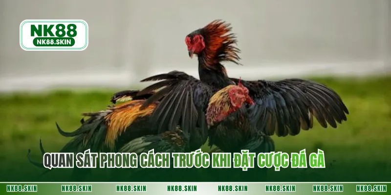 Quan sát phong cách trước khi đặt cược đá gà
