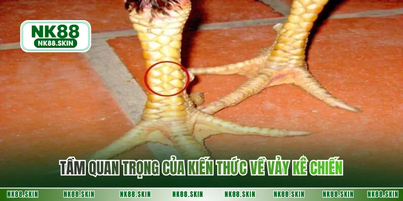 Tầm quan trọng của kiến thức về vảy kê chiến