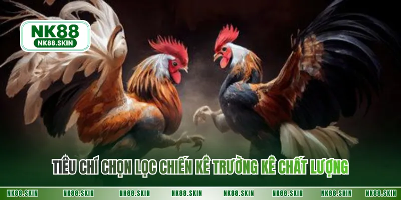 Tiêu chí chọn lọc chiến kê trường kê chất lượng